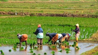 Maharashtra: One more farmer dies of sunstroke in Osmanabad district; second death in two days
