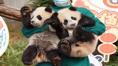 China marks 50 years of 'panda diplomacy' with US: How Beijing used animal to push agenda