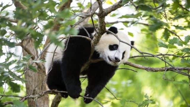 File image of male giant panda cub Xiao Qi Ji in a tree at the Smithsonian National Zoo in Washington, DC. AFP