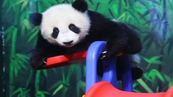 This video shows why being a 'panda cuddler' may be the best job ever