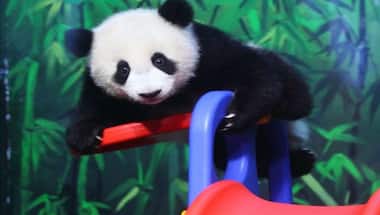 Watch: This panda's snack time antics will leave you in splits
