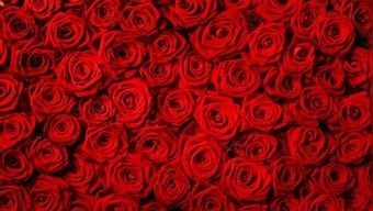 Rose Day 2022: Interesting ways to celebrate this special day with your partner amid COVID-19 restrictions