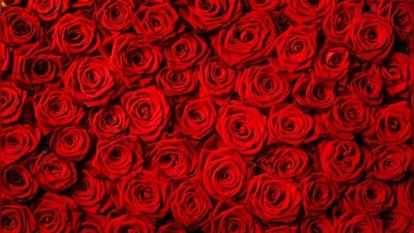 Rose Day 2022: Interesting ways to celebrate this special day with your partner amid COVID-19 restrictions