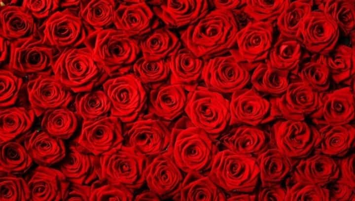 Rose Day 2022: Interesting ways to celebrate this special day with your partner amid COVID-19 restrictions