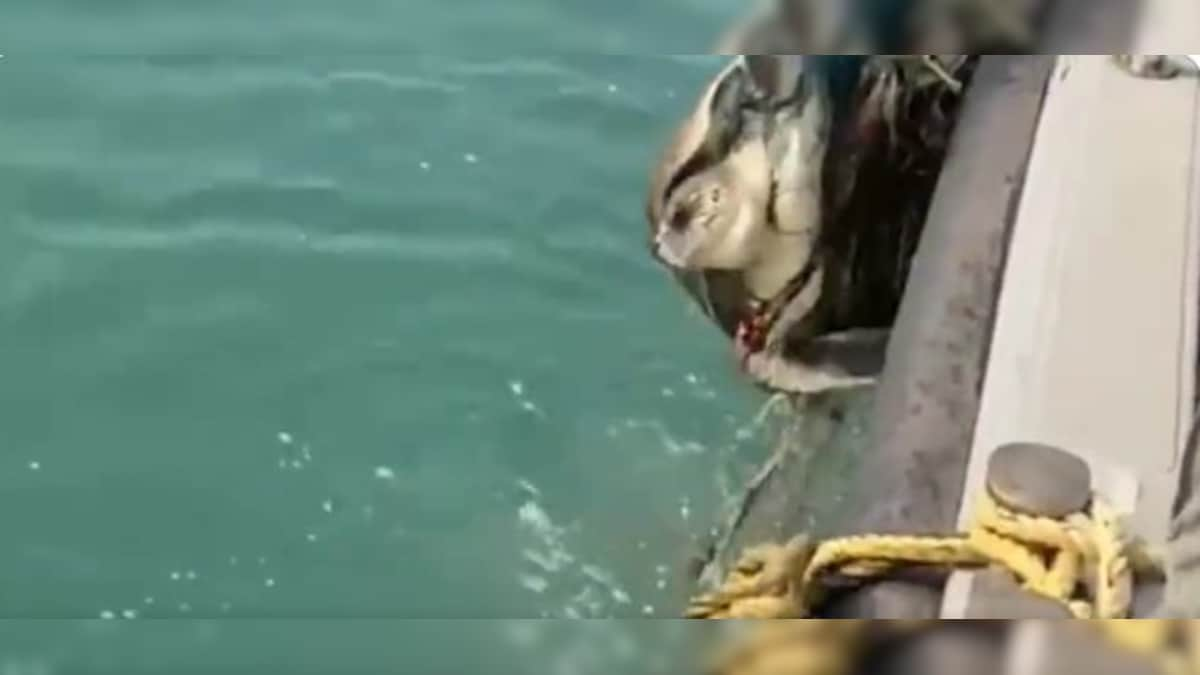 Chennai Customs team rescues Olive Ridley turtle, wins praise from Nirmala Sitharaman; watch video here