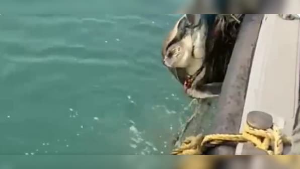 Chennai Customs team rescues Olive Ridley turtle, wins praise from Nirmala Sitharaman; watch video here