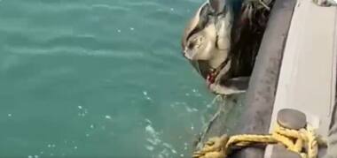 Chennai Customs team rescues Olive Ridley turtle, wins praise from Nirmala Sitharaman; watch video here