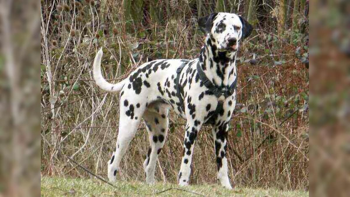 Dalmatian annoys pet cat by wagging its tail; watch hilarious video here