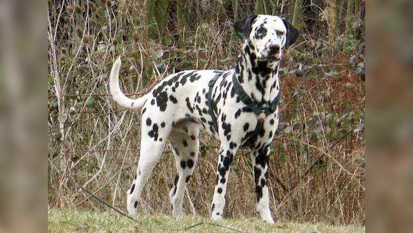 Dalmatian annoys pet cat by wagging its tail; watch hilarious video here