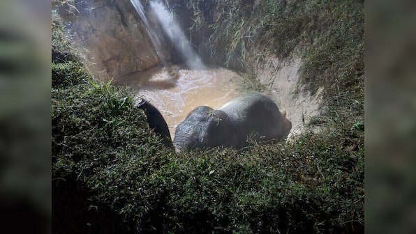 West Bengal: Young elephant rescued from ditch using Archimedes’ principle; watch viral video here