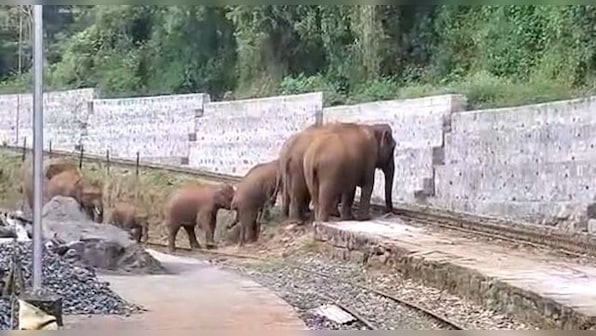 Elephants struggle to cross tracks in Tamil Nadu, viral video prompts action from Railways
