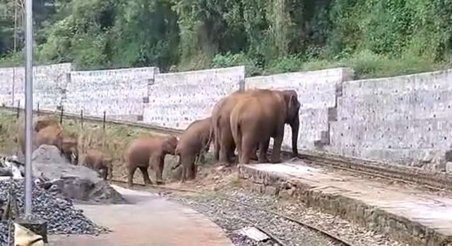 Elephants struggle to cross tracks in Tamil Nadu, viral video prompts action from Railways Elephants struggle to cross tracks in Tamil Nadu, viral video prompts action from Railways