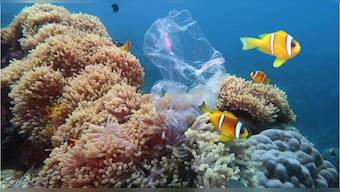 Overfishing fix needs more than money; a look at the problem