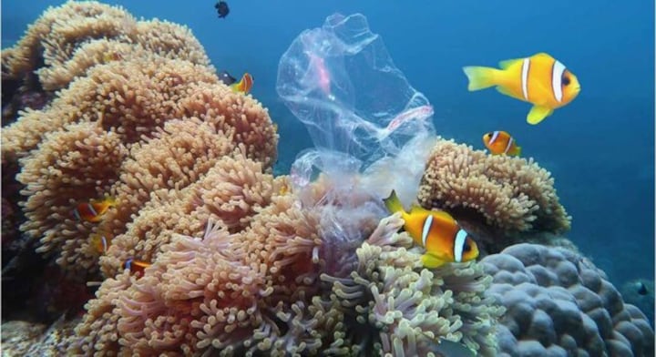 Overfishing fix needs more than money; a look at the problem