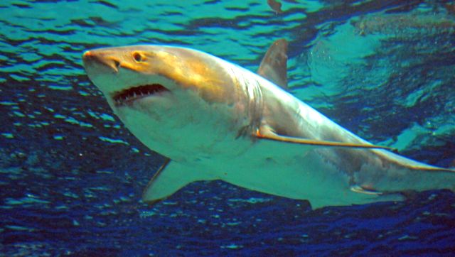 Sydney reports first fatal shark attack in 60 years: Why these killers of the deep sometimes target swimmers Sydney reports first fatal shark attack in 60 years: Why these killers of the deep sometimes target swimmers