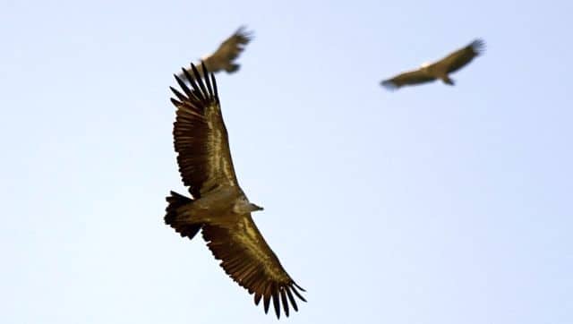 The government and the conservation community have been practising various methods to revive the vulture population. AFP