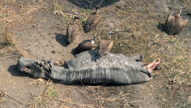 Vultures are one of the most effective scavengers. They only eat dead animal carcass. They remove bacteria and other poisons in the environment quickly, consuming carcasses before they decay. AFP