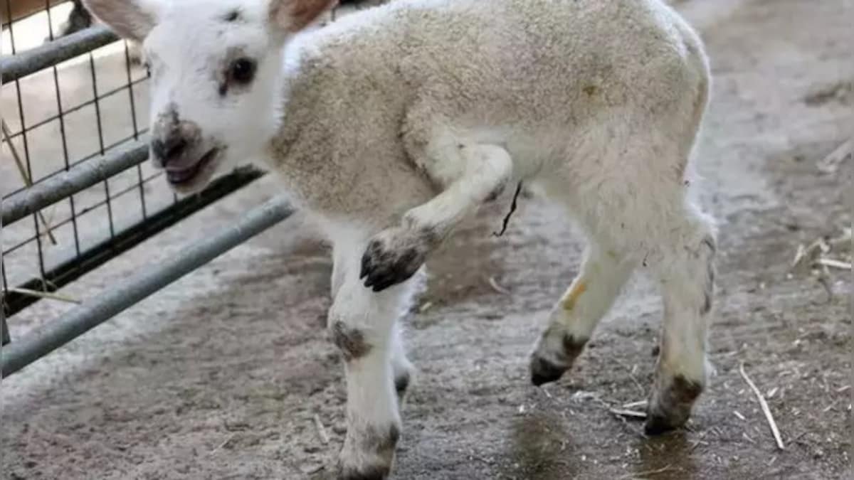 Lamb born with 5 legs in UK becomes 'one in a million' birth, see viral pictures here