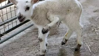 Lamb born with 5 legs in UK becomes 'one in a million' birth, see viral pictures here