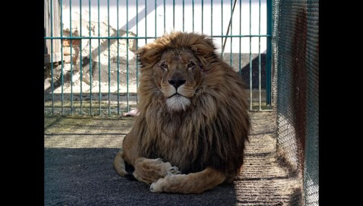 Simba the lion and Akyla the wolf safely evacuated from war-torn Ukraine