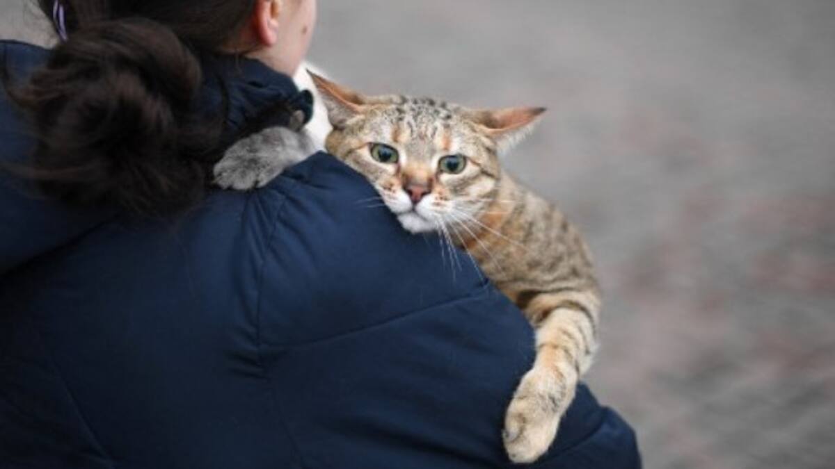 As Ukraine crisis intensifies, now 'UN of cat federations' imposes