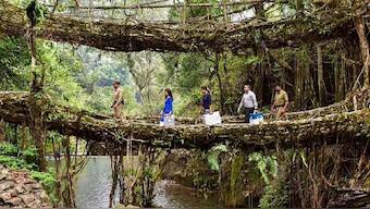 Meghalaya's Root Bridges on tentative list of UNESCO world heritage sites: Why this natural wonder needs to be preserved