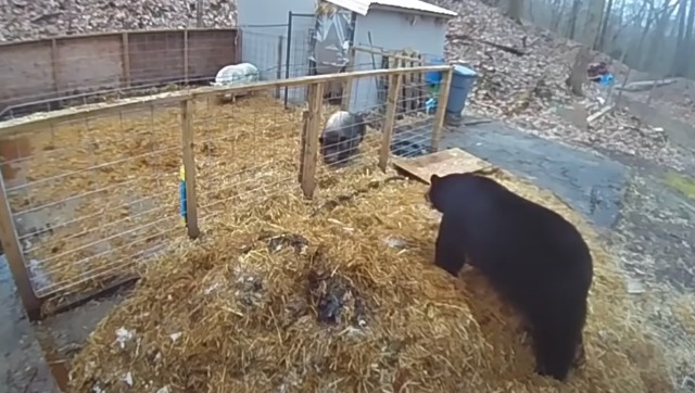 Watch: Two pigs fight off huge bear that entered their pen, see video here Watch: Two pigs fight off huge bear that entered their pen, see video here