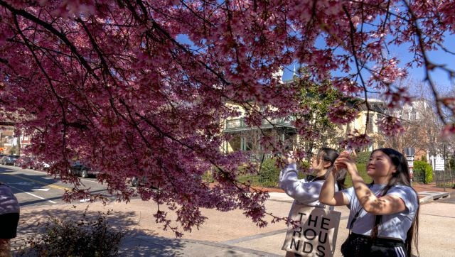 Washington Wizards Cheerleaders in Cherry Blossom Parade 2017 Stock Photo -  Alamy