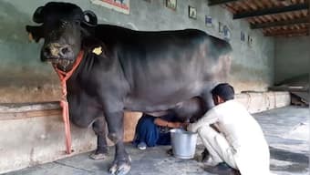 Hurrah for the Murrah: Reshma the buffalo sets new world record by giving 33.8 litres of milk in Haryana's Kaithal district
