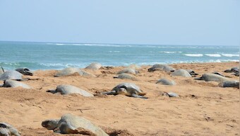 Cyclone Asani impact: Thousands of Olive Ridley turtle eggs perish in Ganjam