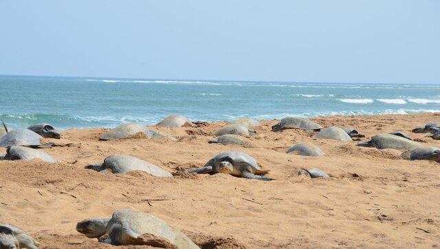Over 10 lakh Olive Ridley turtles sweep Odisha nesting sites Over 10 lakh Olive Ridley turtles sweep Odisha nesting sites