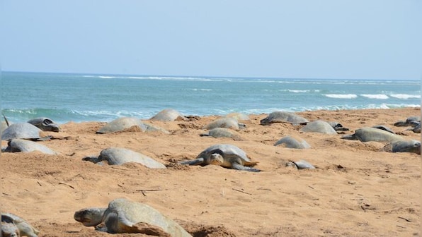 Watch: Odisha experiences 'rare natural occurrence' as large bale of Olive Ridley turtles shows up