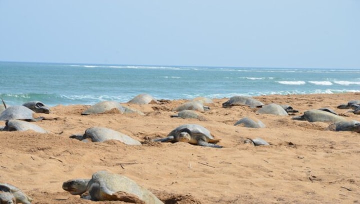 Cyclone Asani impact: Thousands of Olive Ridley turtle eggs perish in Ganjam