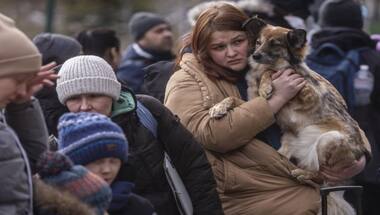Can’t leave them behind': The refugee pets of Ukraine