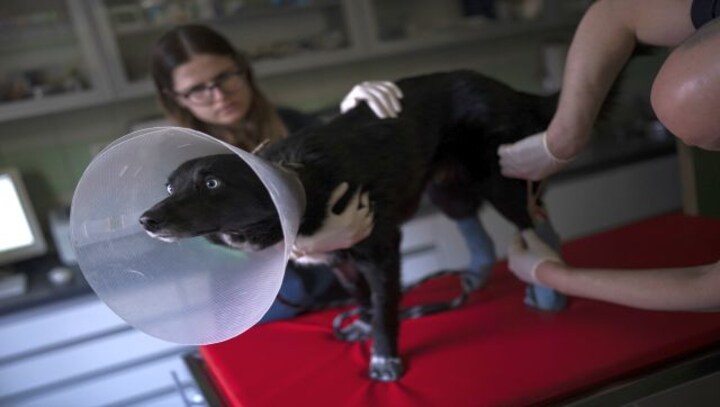Saving our furry friends: How two Polish charities are risking their lives to rescue animals from Ukraine