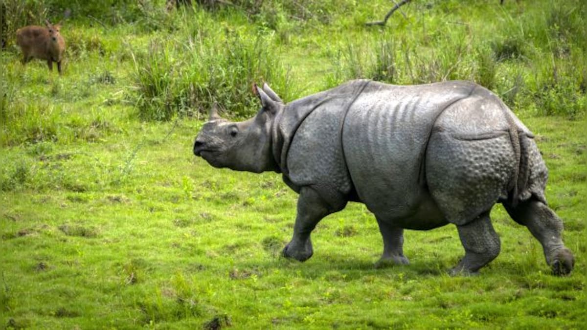 Rhino left bleeding at Assam's Orang National Park after suspected poachers cut off horn