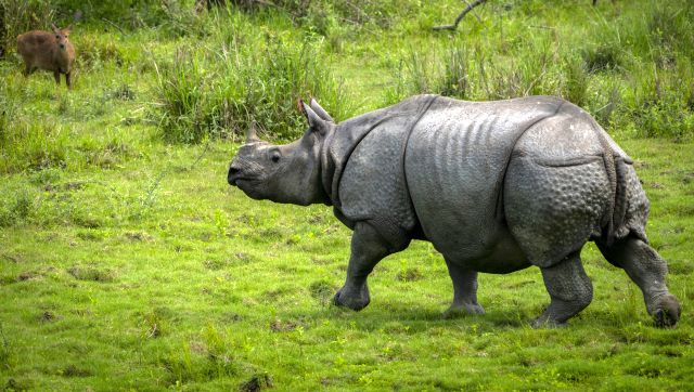 Rhino left bleeding at Assam's Orang National Park after suspected poachers cut off horn Rhino left bleeding at Assam's Orang National Park after suspected poachers cut off horn