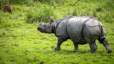 Rhino population up by 200 in Kaziranga: How the Assam national park protects the endangered one-horned animal