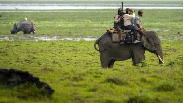 Forest officers count one-horned rhinoceros' during a rhino census in Kaziranga national park. AP