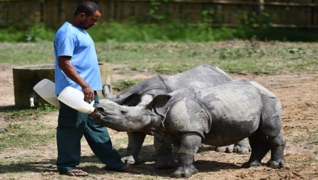 A caretaker of the Centre for Wildlife Rehabilitation and Conservation (CWRC) feeds milk to rhino calves. AFP
