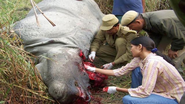 Poaching is a big threat to the rhinos at the Kaziranga National Park. From a peak of 27 rhinos killed in 2013, it came down to six in 2017, seven in 2018, three in 2019, two in 2020 and one in 2021. AFP