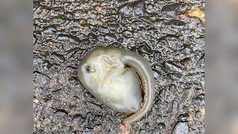 'Alien-like' creature found on Sydney roads amid wild weather; watch viral video here