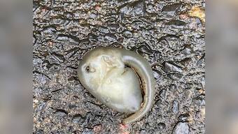 'Alien-like' creature found on Sydney roads amid wild weather; watch viral video here