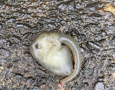'Alien-like' creature found on Sydney roads amid wild weather; watch viral video here