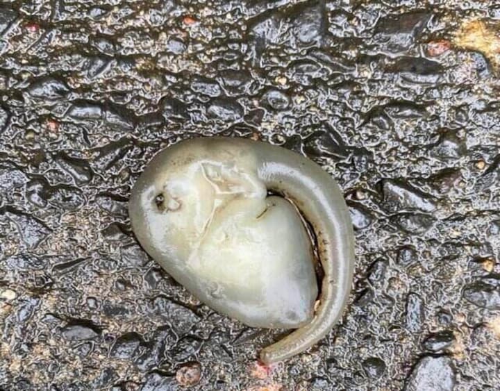 'Alien-like' creature found on Sydney roads amid wild weather; watch viral video here