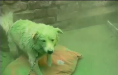 Caught on camera: Men throw colours on dog chained to wall; disturbing video goes viral Caught on camera: Men throw colours on dog chained to wall; disturbing video goes viral