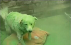 Caught on camera: Men throw colours on dog chained to wall; disturbing  video goes viral