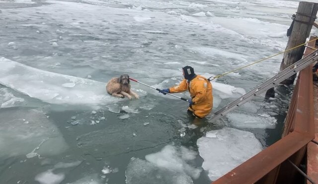 Dog Who Had Fallen Through Ice Grabs Hold of a Rope With His Teeth