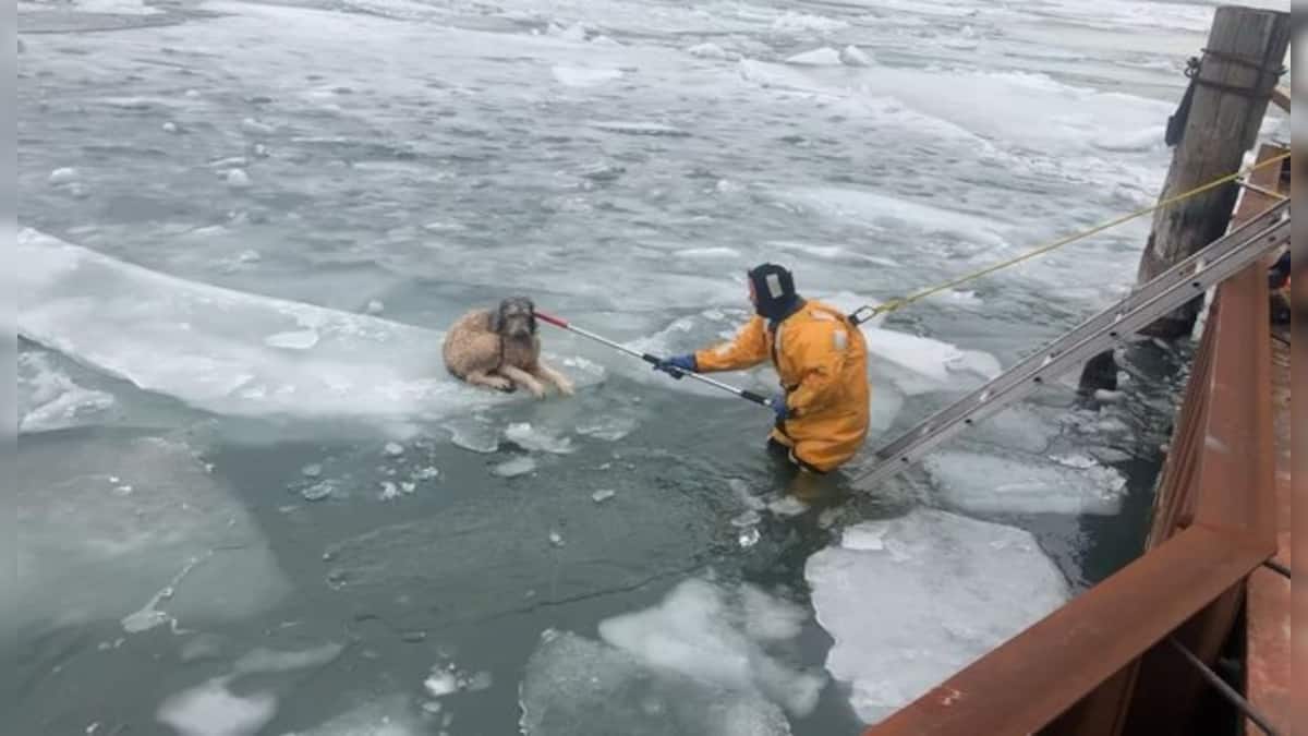 US Dog stranded on floating ice chunk on frozen river rescued; here's