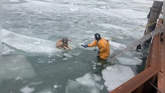 US: Dog stranded on floating ice chunk on frozen river rescued; here's how it happened